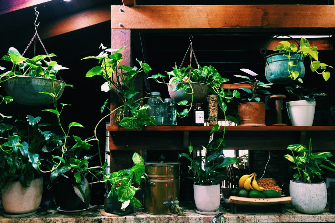 Why You Need Indoor Plants In Your Home